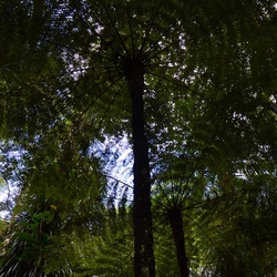 2017-03 New Zealand/Hunua/DSC_0219.JPG